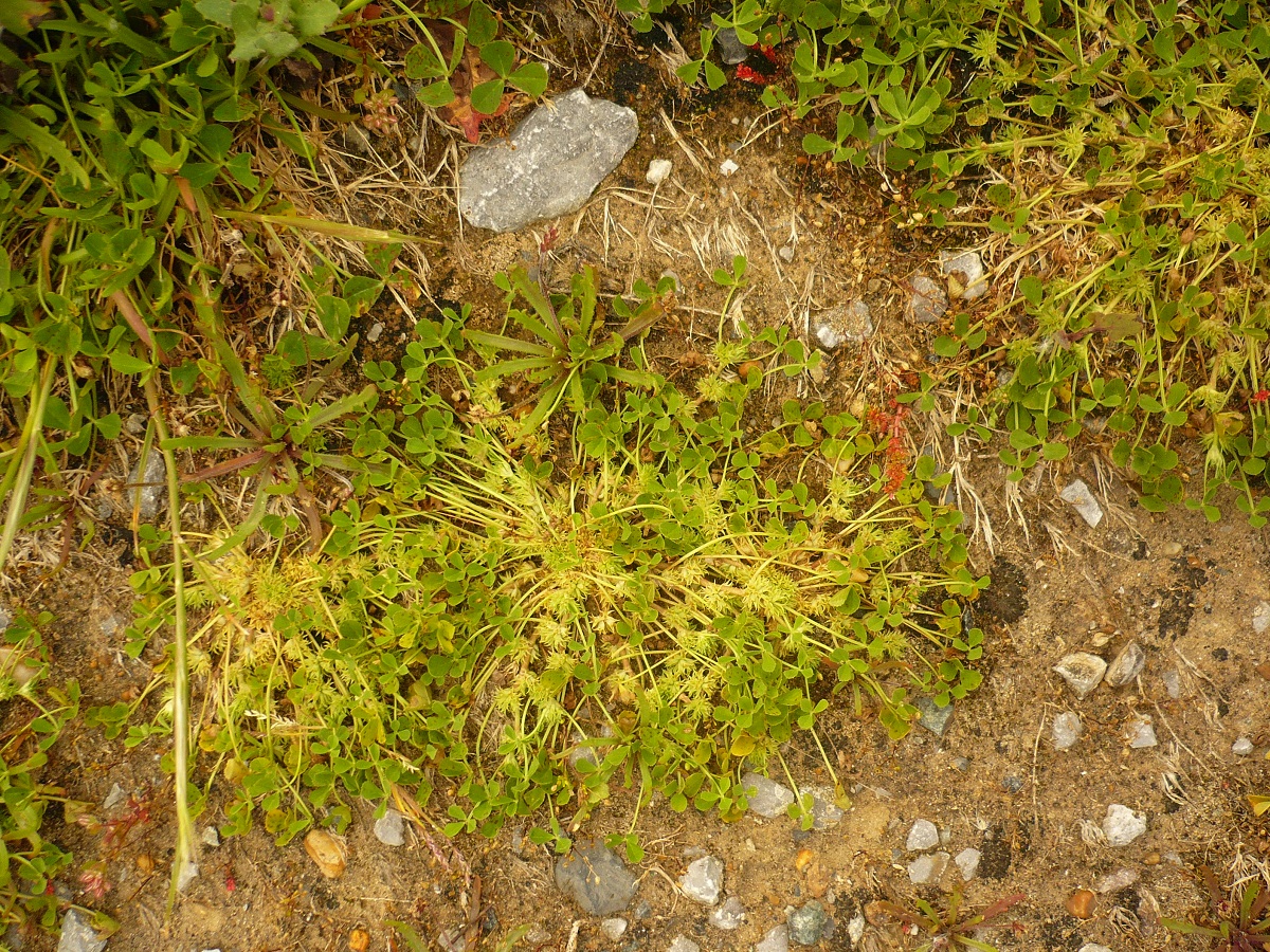 Trifolium suffocatum (Fabaceae)
